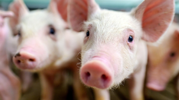 These genetically modified pigs could soon be on our dinner plates