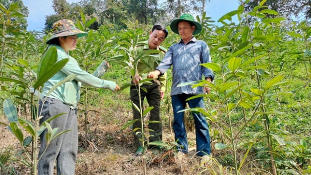 Lào Cai chậm thực hiện trồng rừng thay thế