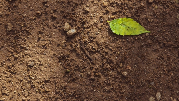 Mapping soil health: New index enhances soil organic carbon prediction