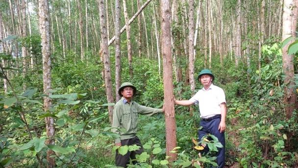 Công ty TNHH Lâm nghiệp Sông Kôn đón nhận chứng chỉ rừng bền vững VSCF/PEFC