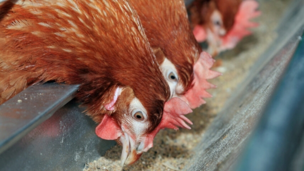 Impact of feed source pathogens on layer egg production