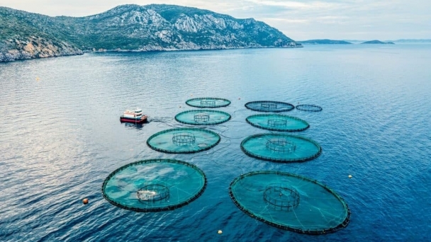 Aquaculture now produces more food than wild fishing