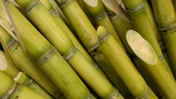 Scientists use CRISPR to turn sugarcane into a super crop