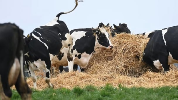 Denmark to charge farmers €100 a cow in first carbon tax on agriculture