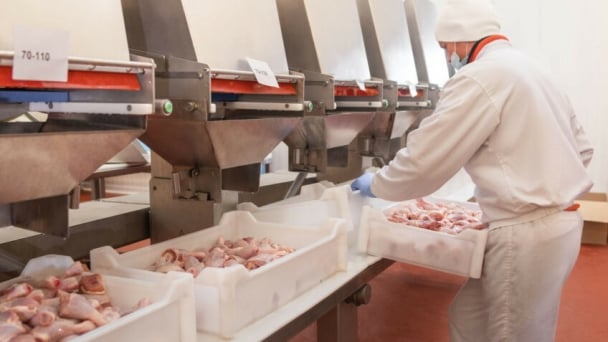 Worsening financial performance for Ukraine’s largest poultry processor