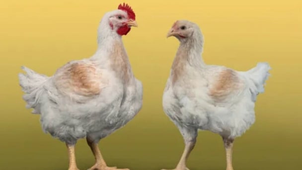 Breeding companies continue to move to European Chicken Commitment standards despite additional costs