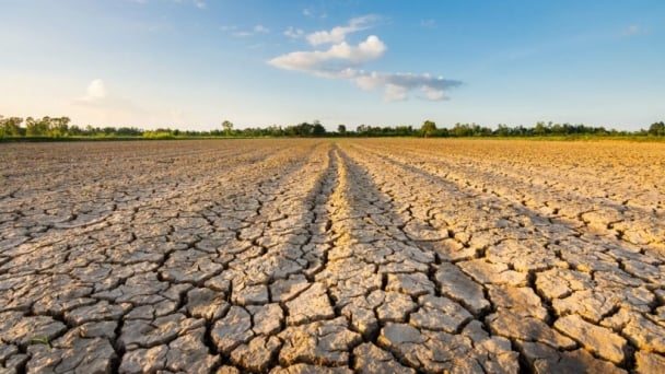 Canada, Russia wheat production threatened by dryness