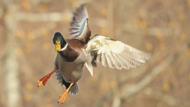 Wild waterfowl faeces play limited role in airborne transmission of bird flu virus