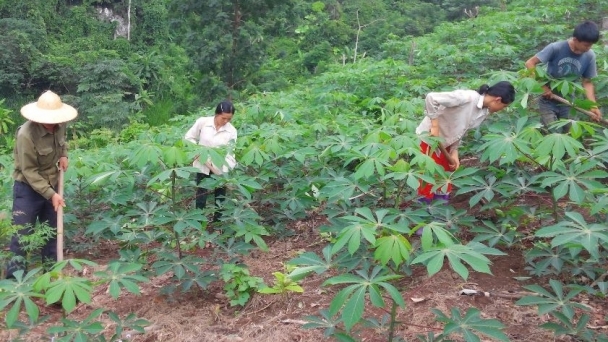 Lào Cai kiểm soát chặt diện tích trồng sắn