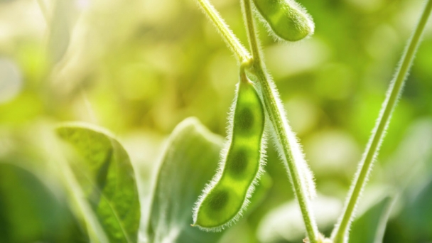 Demand for large US soybean crop uncertain