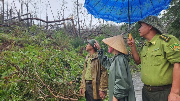 Rừng thông hơn 40 năm tuổi tan hoang sau bão số 3