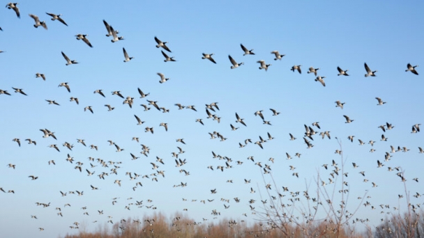 Autumn migration threatens to boost avian influenza outbreaks