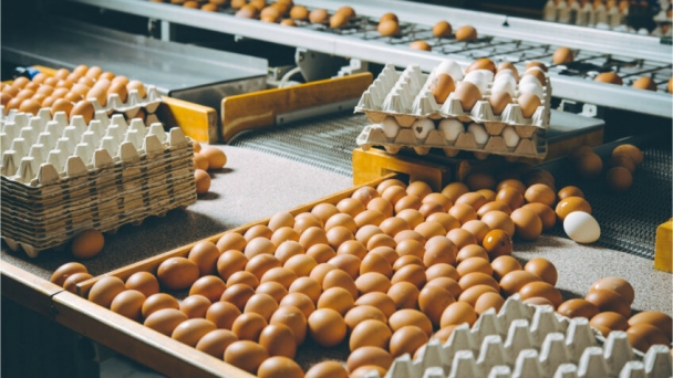 Russia faces aftershocks of the egg crisis