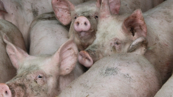 ASF Italy: Prosecutor investigates a pig producer and a vet