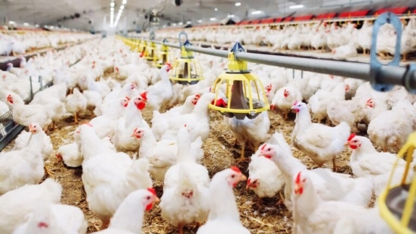 Exploring new approaches to reduce breast myopathies in broilers