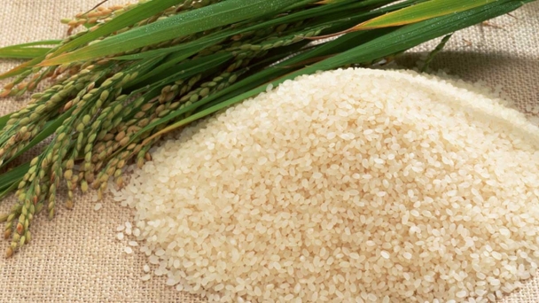 Japonica rice market revenue sizing outlook appears bright