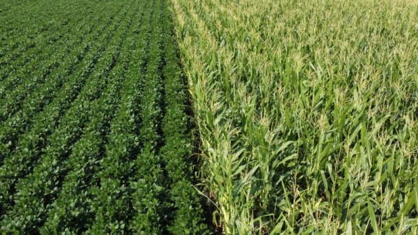 Analyst sees upsides after crop forecast adjustments