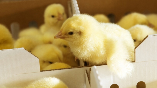 Transporting chicks around the world with diligence and care