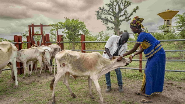 FAO opens groundbreaking conference aimed at tackling the threat of animal diseases