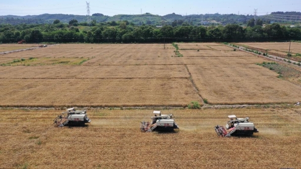 China launches online inquiry platform for permanent basic farmland to strengthen protection and supervision