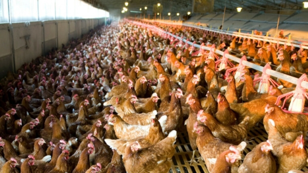 Legislators urged to support transition to cage-free UK and Europe