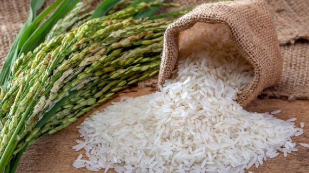 Iran expects bumper rice harvest this year