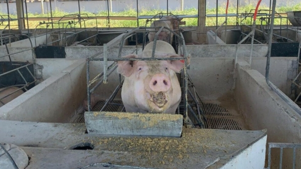 Brazilian pig sector reports record growth over last 8 years