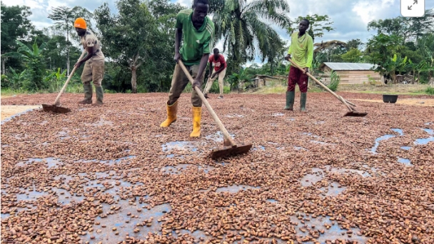 Cameroon farmers turn to vigilantes and amulets to stop cocoa theft