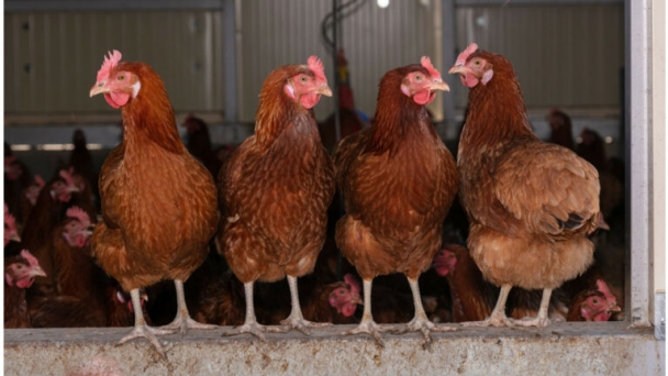 England: Details of health and welfare grants for laying hens housing revealed