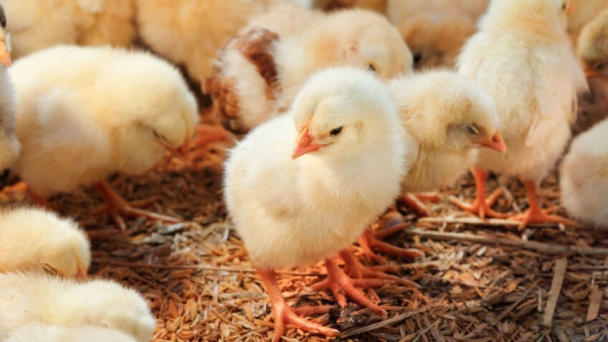 Greater protection needed for EU poultry sector