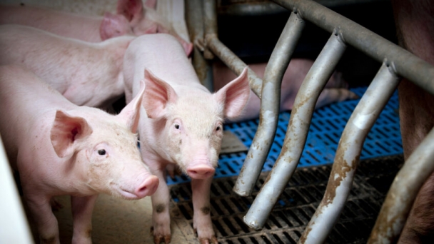 UK bans personal imports of pork to prevent ASF