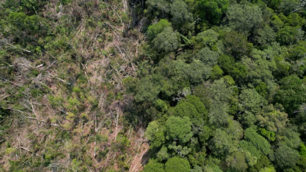 EU deforestation law delay brings losses to most vigilant