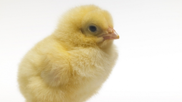 Gumboro disease control: Vaccination of the broilers