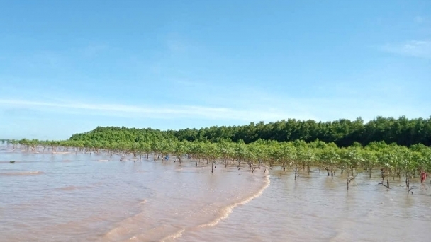 Soc Trang combats alluvial erosion to preserve protection forest