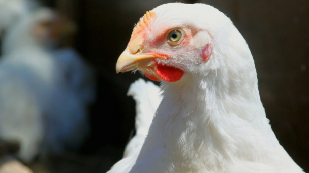 Strengthening poultry research collaboration between Britain and China