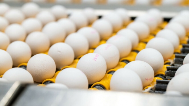 Eggs- leading with a marketing mindset