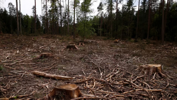 EU envoys agree implementation delay of deforestation law