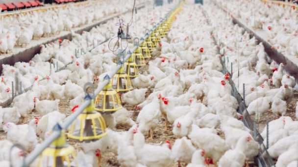 Poultry farmers in England to report nitrogen and phosphorus excretion levels