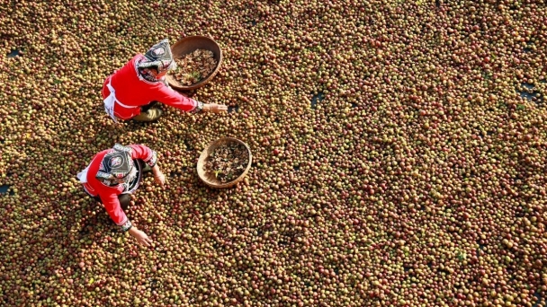 Oil tea cultivation benefiting Guizhou farmers