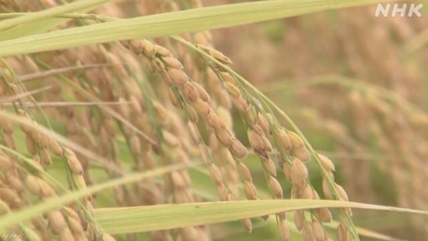 Price of Japan's newly harvested rice surges 48% in Sep