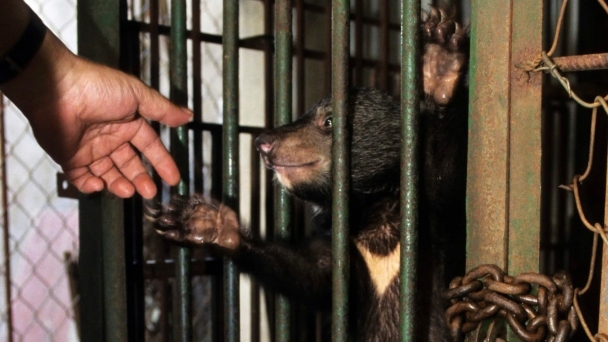 Reduction of over 3,800 captive bears after 20 years of efforts