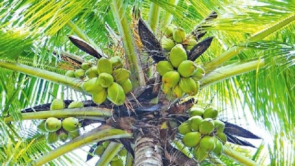 Huge opportunities abound in coconut farming