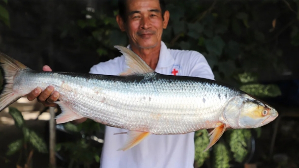 Giant fish thought to be extinct is spotted in the Mekong River