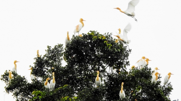 Crackdown on wild bird hunting during migration season