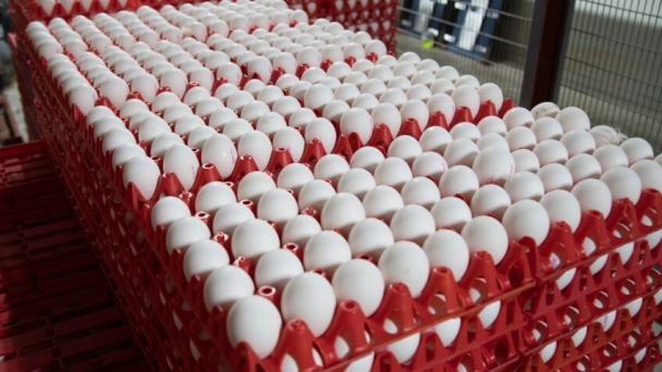 Ukrainian egg market hit with oversupply