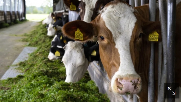 Dutch farmers face growing dung heap crisis