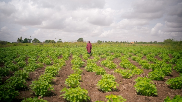 Green Climate Fund approves funding worth over $130 million for FAO-led projects in Somalia and Iraq