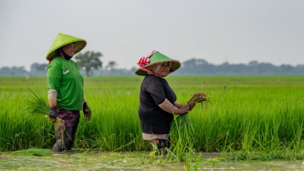 Indonesian minister promises millennial farmers salaries five times the average in food self-sufficiency drive