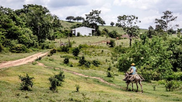 At UN Biodiversity COP16, FAO steers countries to find solutions in agrifood systems