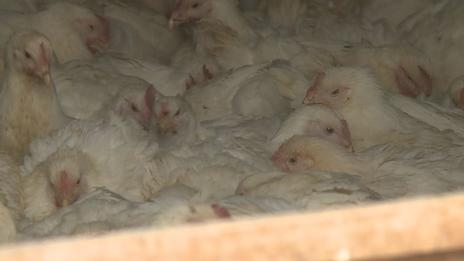 Iowa Department of Agriculture kills 1.3 million chickens after processor closes